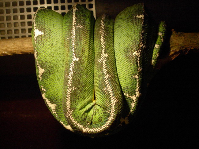 male