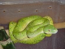 female aru yearling