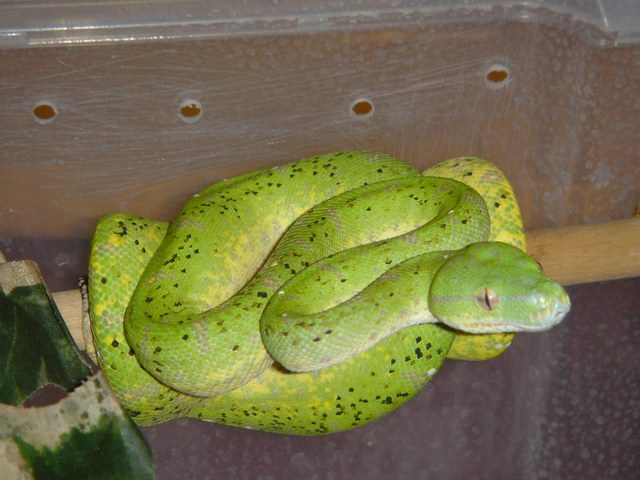 female aru yearling