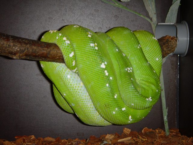 adult aru male