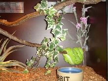 adut chondro cage