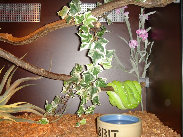 adut chondro cage