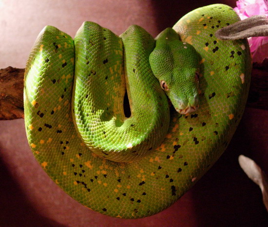 chondro