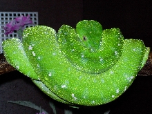 aru male