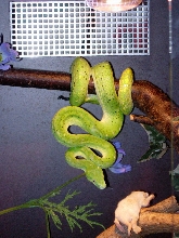 aru female