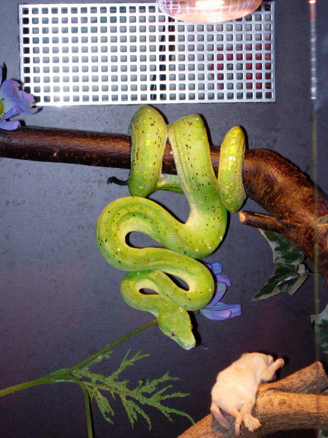 aru female