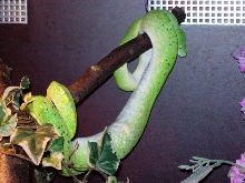 chondro