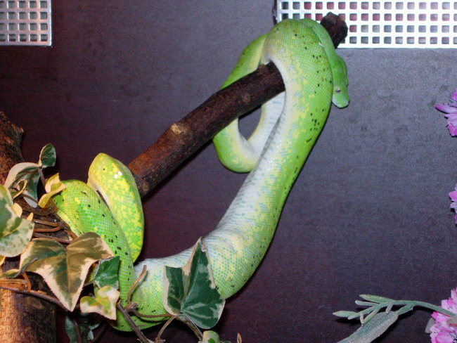 chondro