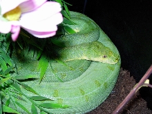 chondro