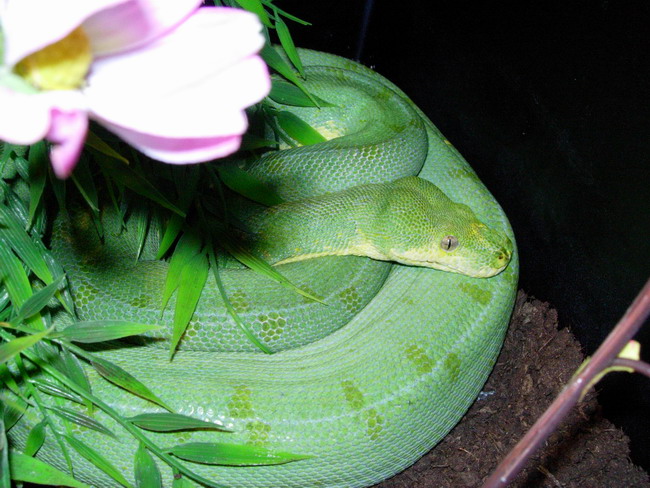 chondro