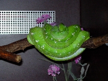 chondro