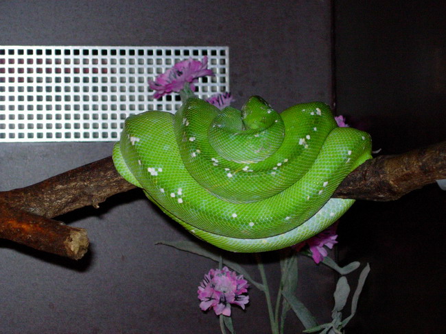 chondro