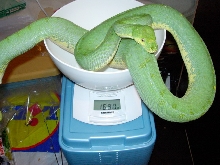 weighing chondro