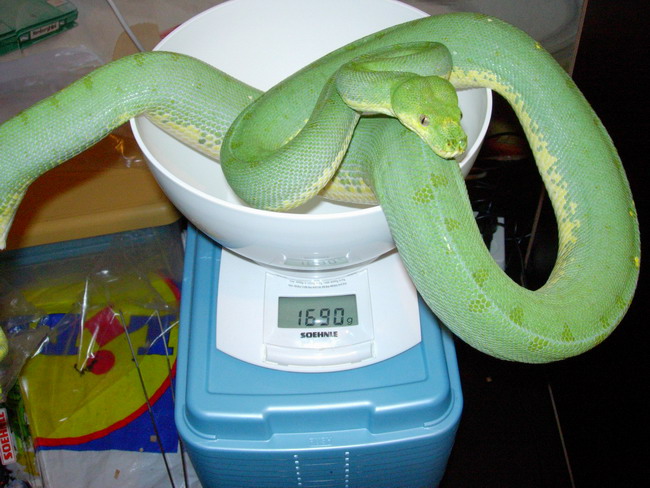 weighing chondro