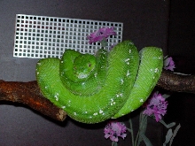 aru type male
