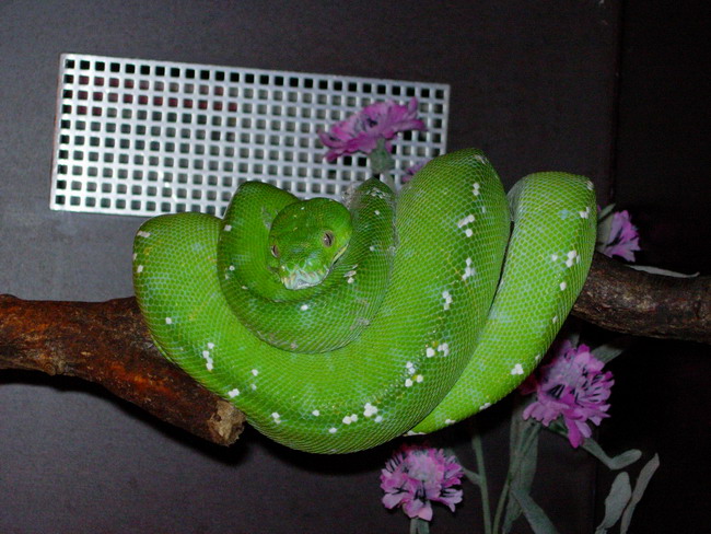 aru type male