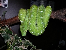 chondro