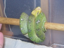 young male
