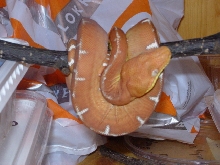 '05 female