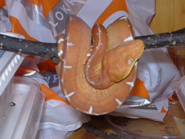 '05 female