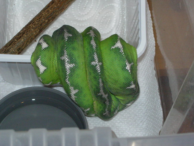 '04 female