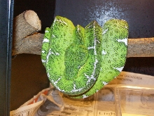 male