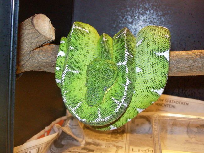male