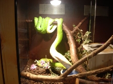 aru pair