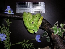 chondro