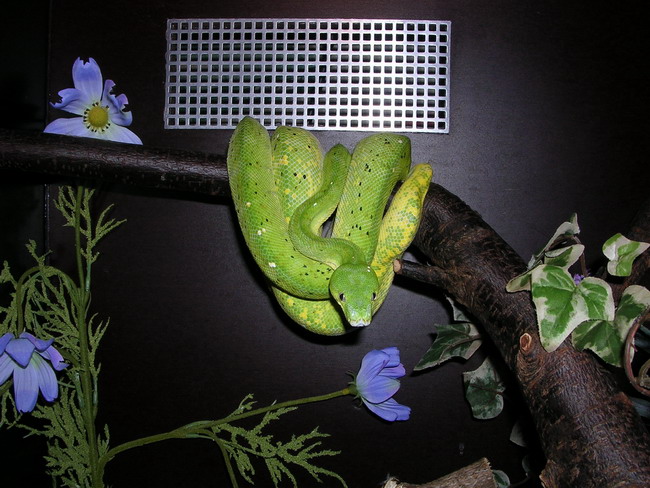 chondro
