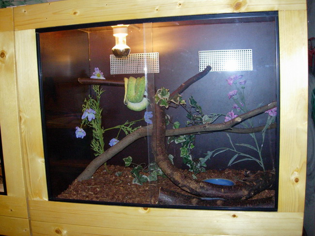 chondro in cage