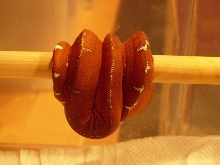new female