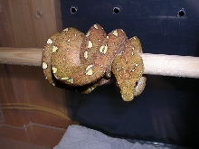 chondro