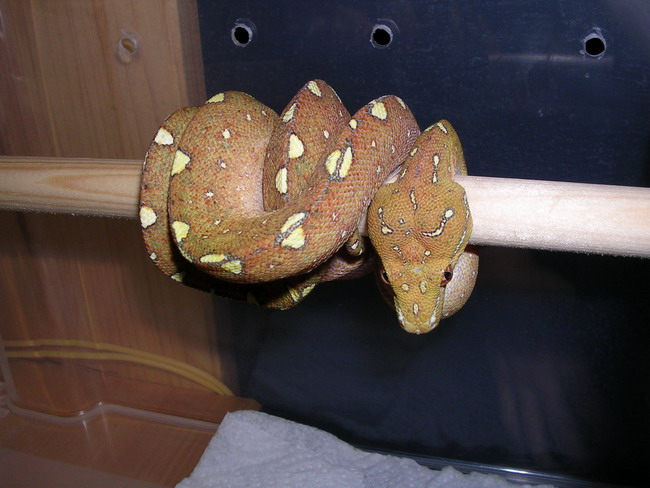 chondro