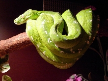 chondro