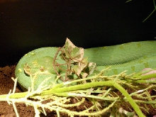 chondro