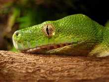 chondro