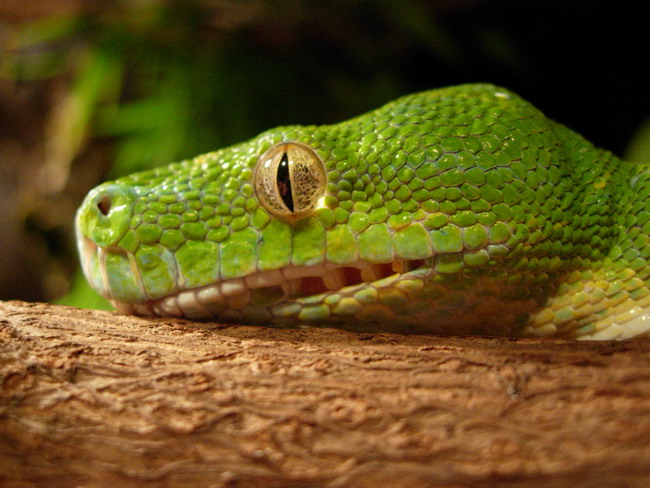chondro