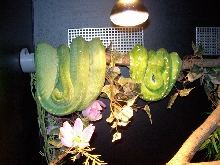 chondro's