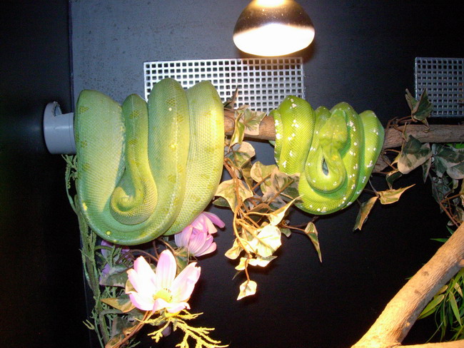 chondro's