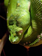 chondro