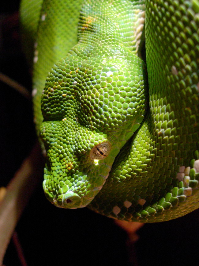 chondro