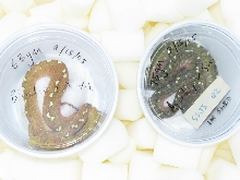 two chondro's
