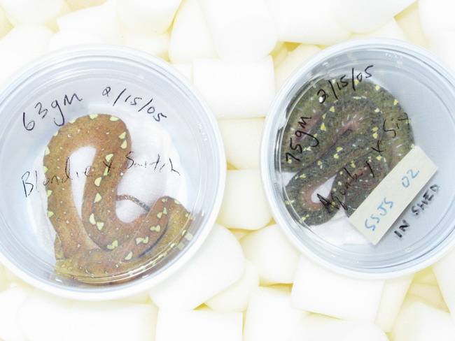 two chondro's