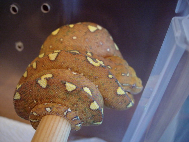 gtp