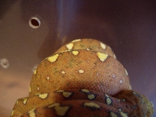 gtp