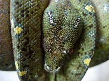 gtp