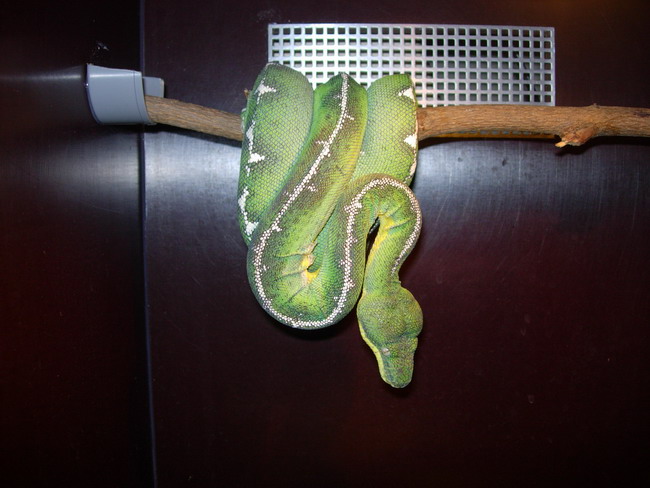 male