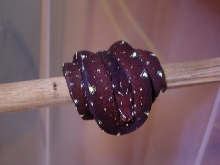 chondro