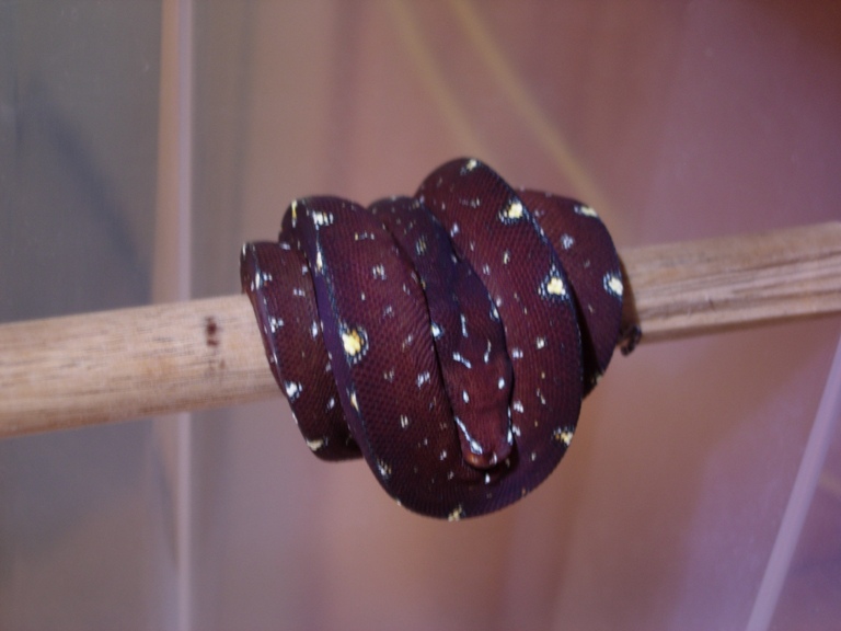 chondro